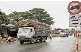 Gia Lai: Khó khăn trong việc xử lý chở hàng nông sản quá khổ, quá tải