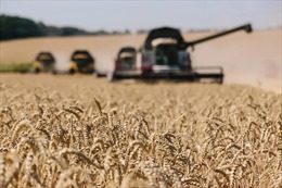 Động thái của Canada đối với hoạt động xuất khẩu lúa mỳ của Ukraine