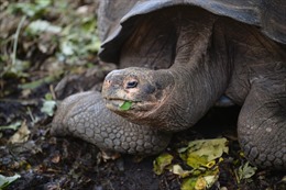 Phát hiện loài rùa khổng lồ mới trên quần đảo Galapagos