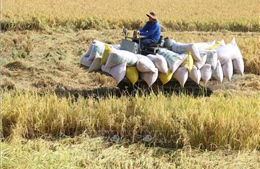 Thu hoạch rộ lúa Đông Xuân ở Đồng Tháp, năng suất hơn 7 tấn/ha