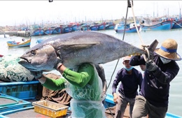 Sôi nổi chợ mua bán cá ngừ đại dương tại Phú Yên