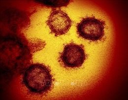 Giới khoa học tìm nguyên nhân virus SARS-CoV-2 lây lan mạnh hơn SARS-CoV-1