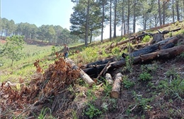 Phát hiện vụ đốn cây, đốt gỗ trái phép trong rừng phòng hộ để lấn chiếm đất ở Đà Lạt