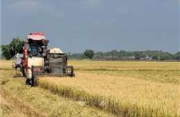 Giá lúa vụ Đông Xuân giảm mạnh, nông dân khó có lãi 