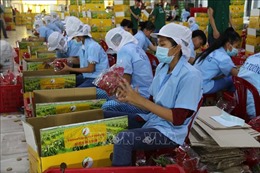 Mục tiêu đến năm 2025, xuất khẩu trái cây đạt trên 5 tỷ USD