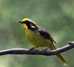 Australia cứu loài chim biểu tượng trước nguy cơ tuyệt chủng