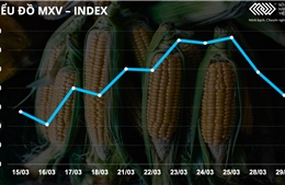 Bản tin MXV 30/3: Nhóm nông sản và dầu thô giảm hai phiên liên tiếp