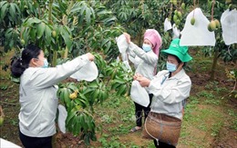 Sơn La: Nâng cao chất lượng, mẫu mã sản phẩm trái cây xuất khẩu