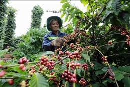 Đến năm 2025, tái canh và cải tạo 107.000 ha cà phê