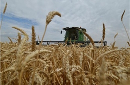 Ai Cập sẽ nhập khẩu lúa mì từ Ấn Độ để thay thế nguồn cung từ Nga và Ukraine