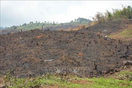 Xác minh, làm rõ vụ phá rừng quy mô lớn ở huyện Đakrông, Quảng Trị