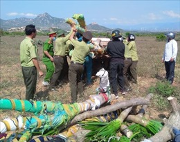 Một viên chức quản lý bảo vệ rừng bị nhóm đối tượng đánh trọng thương