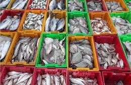 Khai trương chuỗi thủy sản an toàn tại Hà Nội