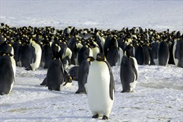 Phát hiện nơi ở mới của loài chim cánh cụt hoàng đế 