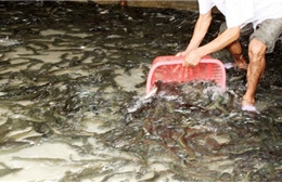 Giá thức ăn thủy sản tăng cao, người nuôi cá lóc thua lỗ