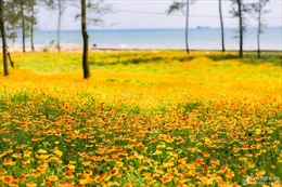 Nhiều cánh đồng hoa cúc biển nở rực rỡ tại Cửa Lò, Nghệ An 