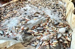 Tìm nguyên nhân cá chết ở Châu Đốc (An Giang)