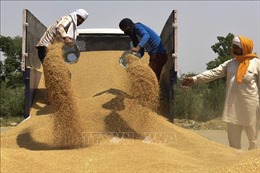 Châu Á gặp khó khăn về nguồn cung lúa mì