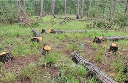 Thủ tướng Chính phủ chỉ đạo xử lý tình trạng phá rừng, lấn chiếm đất rừng trái pháp luật