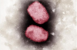 WHO: Không có bằng chứng cho thấy virus đậu mùa khỉ đã biến đổi
