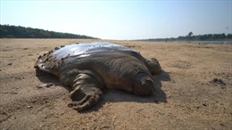 Campuchia bảo tồn loài rùa mai mềm khổng lồ Cantor