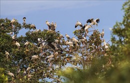 Đàn cò nhạn hơn 1.000 con di cư về Vườn Quốc gia Lò Gò - Xa Mát