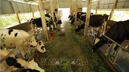 Dư địa để Việt Nam phát triển ngành hàng sữa