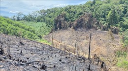 Bình Định: Khó khăn trong việc giải quyết tình trạng lấn chiếm đất rừng trồng
