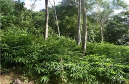 Phát triển cây dược liệu quý tại Khu bảo tồn thiên nhiên Pù Hu