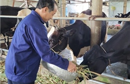 Thành công từ mô hình nuôi bò sữa khép kín đến sản phẩm