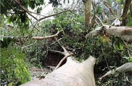 Nhiều cây xanh trên tuyến Pháp Vân-Cầu Giẽ-Cao Bồ-Mai Sơn bị gãy đổ
