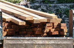 Điều tra làm rõ vụ vận chuyển hai tấn gỗ hương tía không rõ nguồn gốc