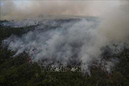 Diện tích rừng Amazon tại Brazil bị tàn phá trong 6 tháng đầu năm cao kỷ lục
