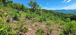 Lãnh đạo tỉnh Bình Định yêu cầu xử lý nghiêm vụ lấn chiếm đất rừng, phá rừng tại Phù Mỹ