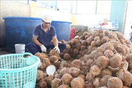 Nông dân Bến Tre phấn khởi vì giá dừa khô nguyên liệu tăng trở lại
