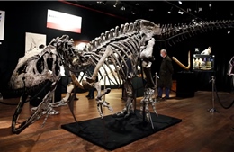 Lần đầu tiên đấu giá bộ xương hoàn chỉnh của khủng long Gorgosaurus 
