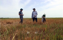 Nguyên nhân nông dân Thừa Thiên - Huế bỏ hoang hàng trăm ha đất trồng lúa 