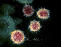 Nghiên cứu về cách thức virus SARS-CoV-2 xâm nhập mạch máu