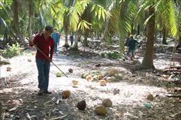 Nhiều mô hình trồng, nuôi xen trong vườn dừa phát huy hiệu quả