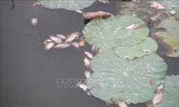Bình Định: Nguyên nhân cá chết tại hồ sinh thái Bàu Sen là do sốc nhiệt