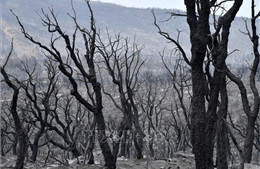 Cháy rụi 10.000 ha khu dự trữ sinh quyển El Kala tại Algeria