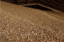 Ai Cập kêu gọi thiết lập cơ chế trao đổi lúa mì và phân bón giữa các nước châu Phi