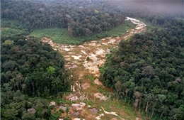 Nhiều khu vực của &#39;lá phổi xanh&#39; Amazon có nguy cơ không thể phục hồi