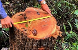 Mở rộng điều tra vụ phá rừng ở Kon Tum