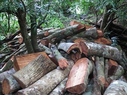 Phú Yên: Rừng ở xã Sơn Hội, huyện Sơn Hòa vẫn tiếp tục bị chặt phá