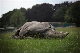 Gần 500 con tê giác tại Nam Phi bị săn trộm trong năm 2023