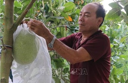 Khuyến khích nông dân xử lý rải vụ mít Thái