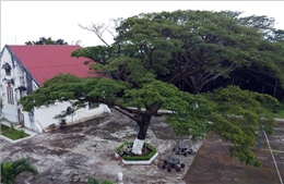 Nhiều cây gỗ quý tại Đắk Nông được công nhận là &#39;Cây di sản Việt Nam&#39;