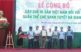 Hơn 1.300 cây chè Shan Tuyết tại Hà Giang được công nhận là Cây Di sản Việt Nam