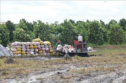 Khẩn trương thu hoạch lúa tại những địa bàn khó khăn, chủ động phòng, tránh bão lũ